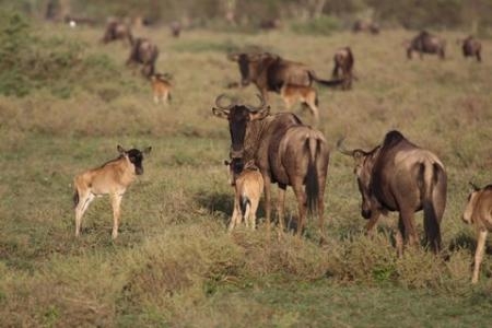 Big herds in Kusini