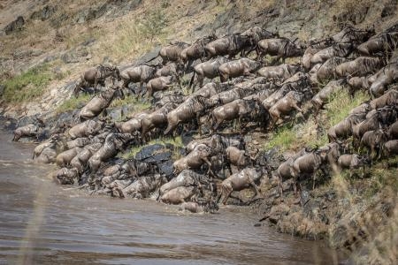 Mara River Crossings |  Governors Camp Collection 