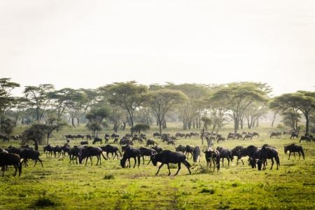 Great Migration grazing on grassy area