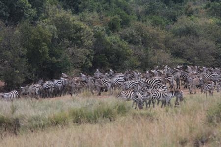 Zebras standing in herds