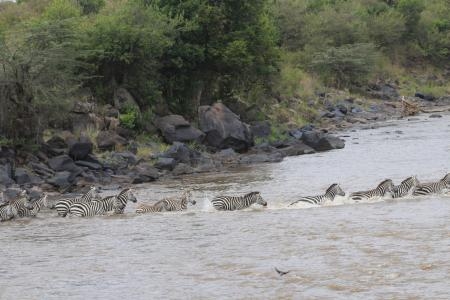 Zebra Herd crossing river
