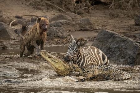 Zebra, crocodile and wild dog fighting in Mara River crossing